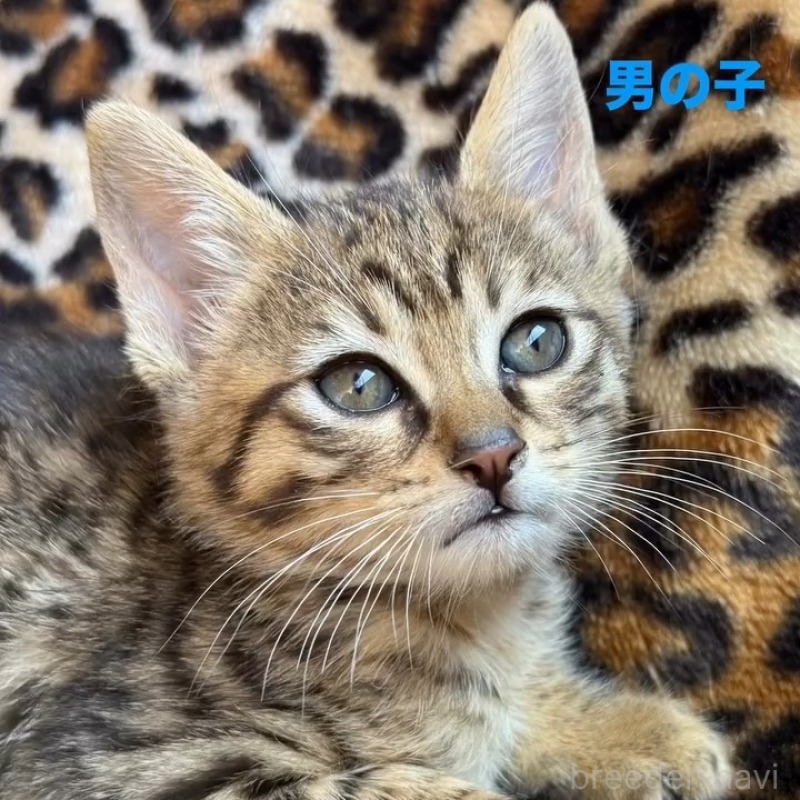 販売中の愛知県のサバンナキャット-139128