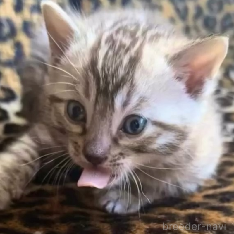 販売中の愛知県のベンガル-139131の1枚目