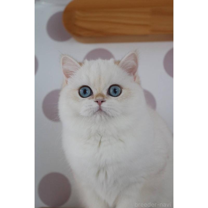 販売中の愛知県のスコティッシュストレート-139129の7枚目