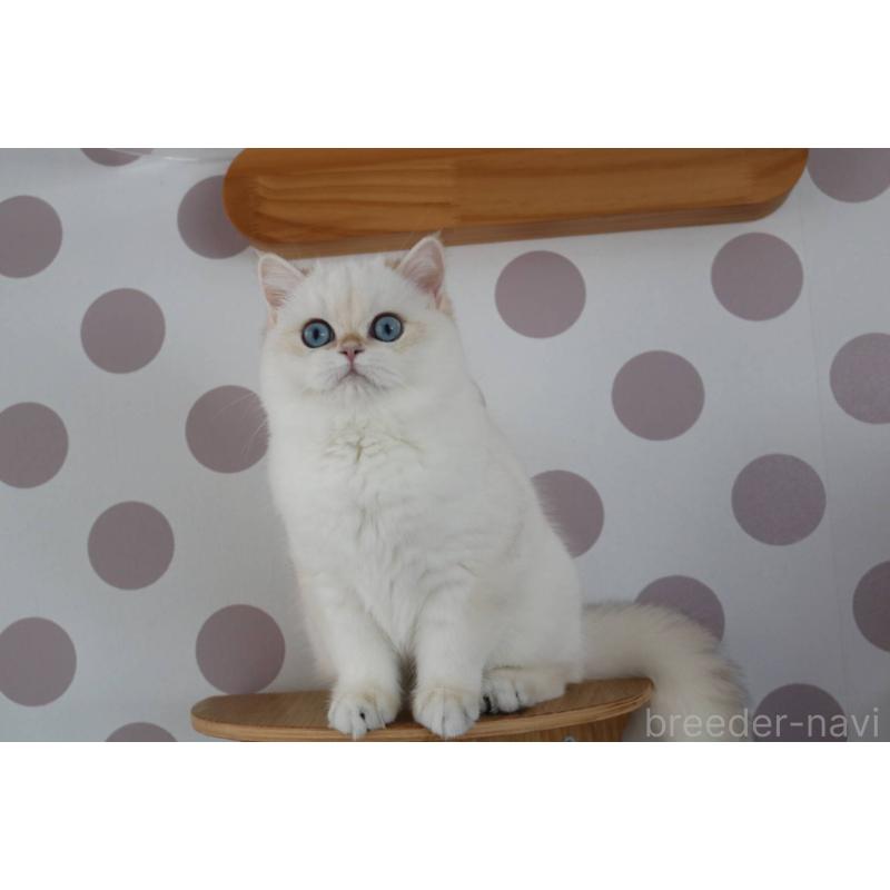 販売中の愛知県のスコティッシュストレート-139129の6枚目