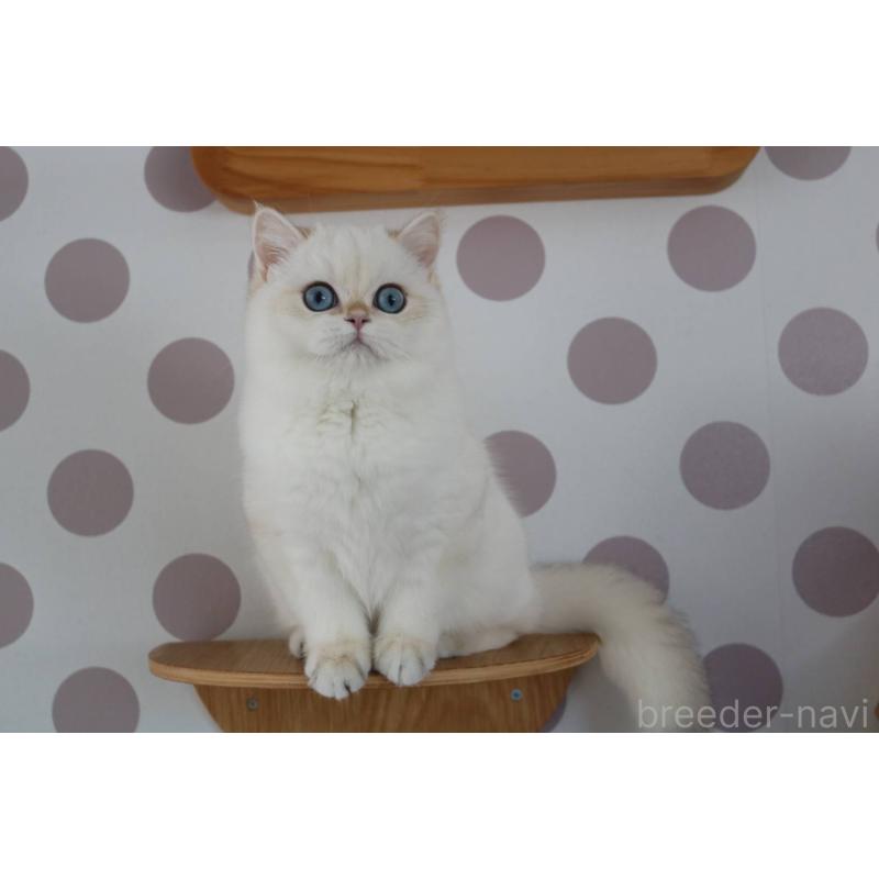 販売中の愛知県のスコティッシュストレート-139129の5枚目