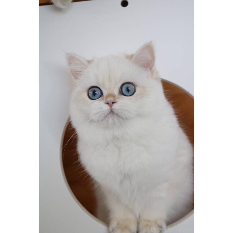 販売中の愛知県のスコティッシュストレート-139129の4枚目