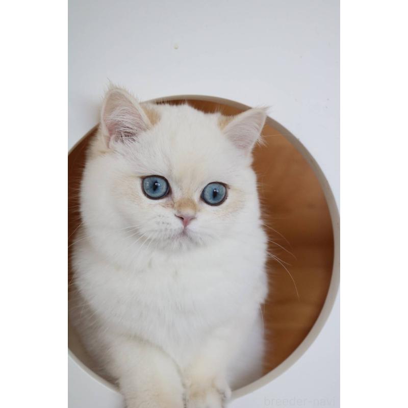 販売中の愛知県のスコティッシュストレート-139129の3枚目