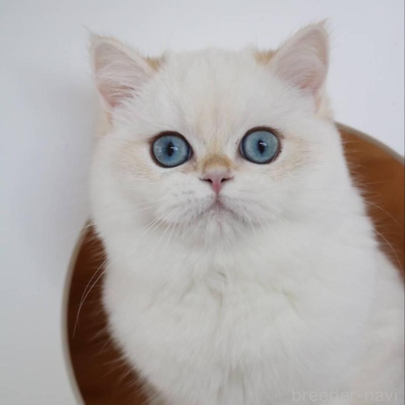 販売中の愛知県のスコティッシュストレート-139129の1枚目