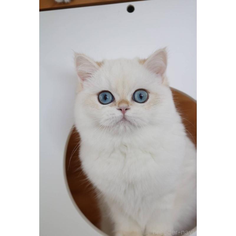 販売中の愛知県のスコティッシュストレート-139129の2枚目