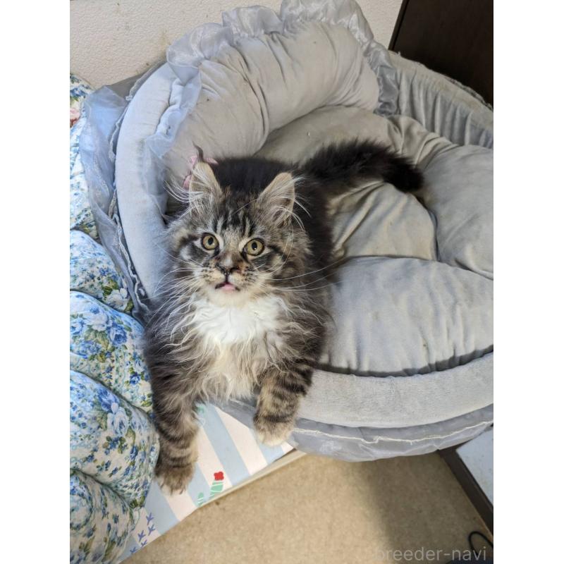 販売中の大阪府のメインクーン-139132の20枚目