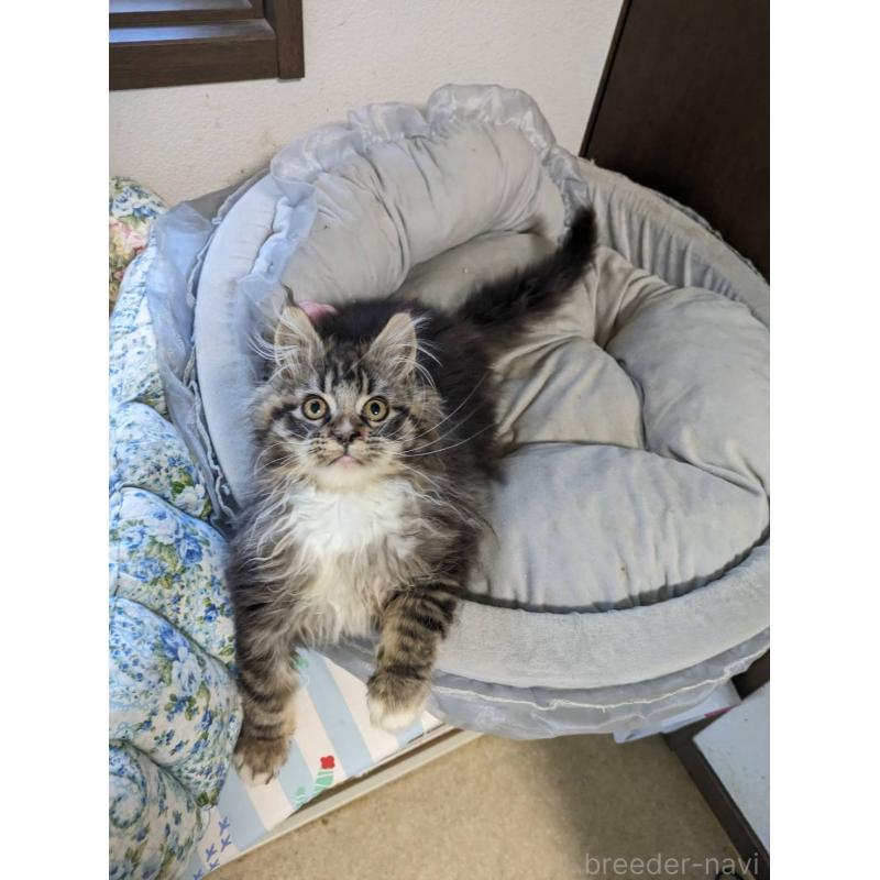 販売中の大阪府のメインクーン-139132の18枚目