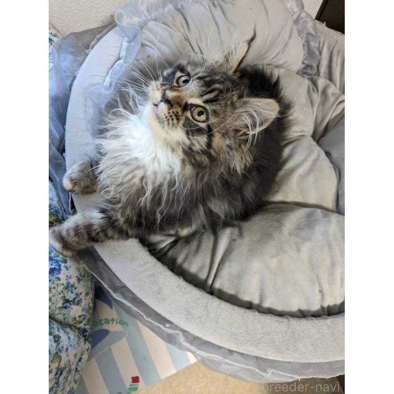 販売中の大阪府のメインクーン-139132の17枚目