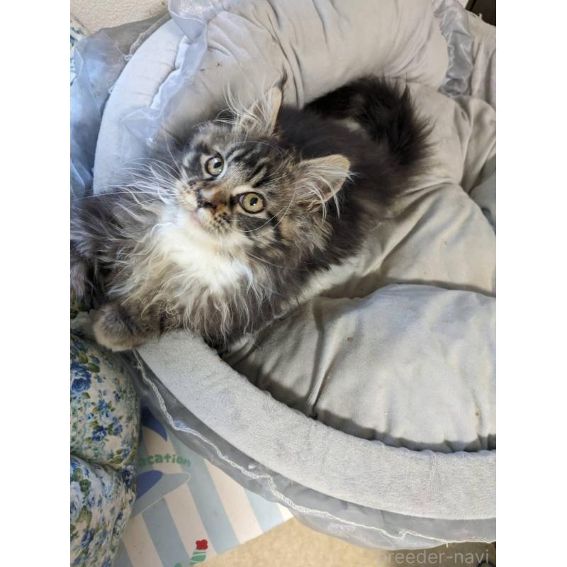 販売中の大阪府のメインクーン-139132の16枚目