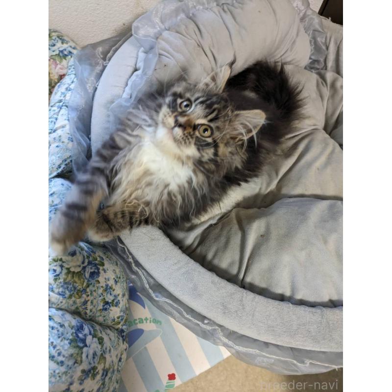 販売中の大阪府のメインクーン-139132の15枚目