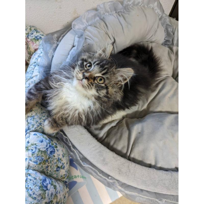 販売中の大阪府のメインクーン-139132の14枚目