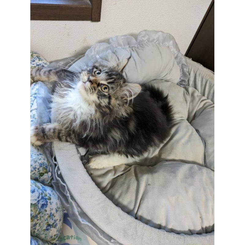 販売中の大阪府のメインクーン-139132の13枚目