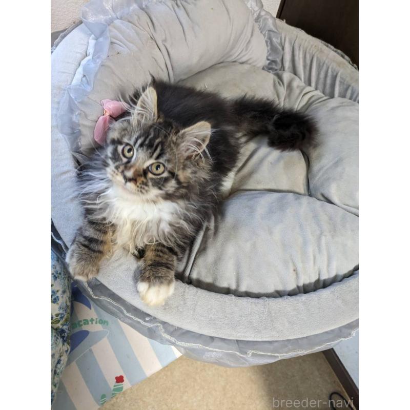 販売中の大阪府のメインクーン-139132の12枚目