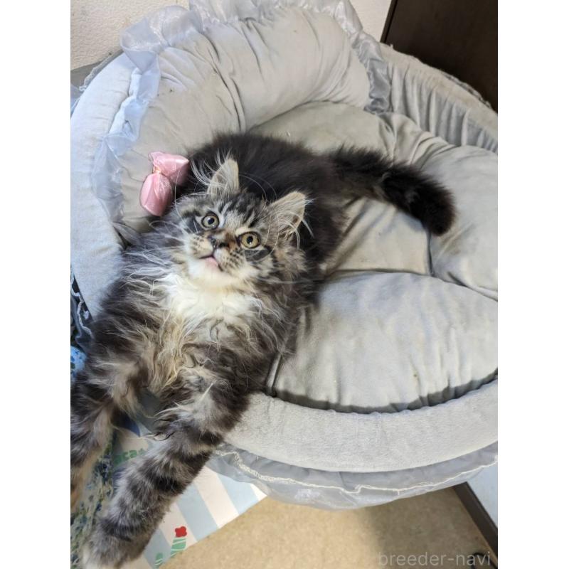 販売中の大阪府のメインクーン-139132の11枚目