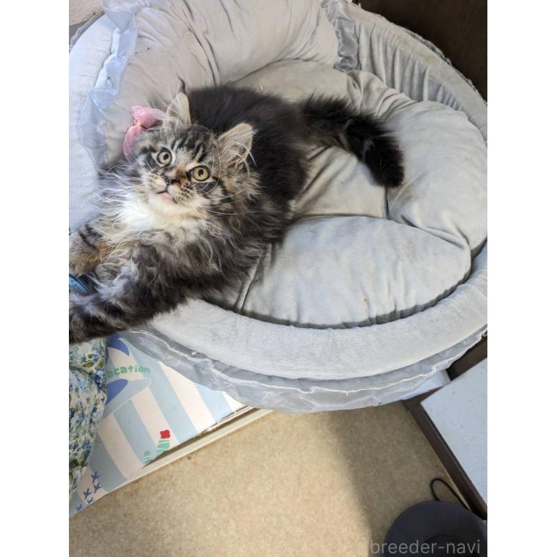 販売中の大阪府のメインクーン-139132の10枚目