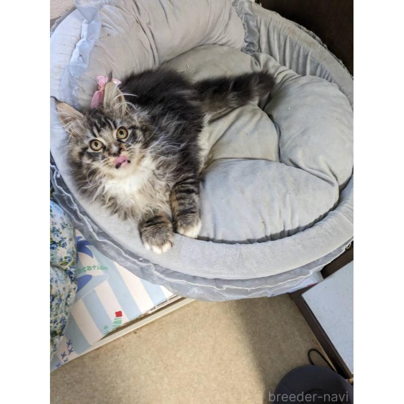 販売中の大阪府のメインクーン-139132の9枚目