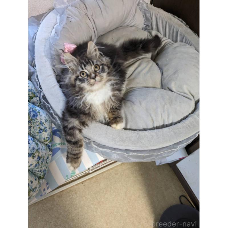 販売中の大阪府のメインクーン-139132の8枚目