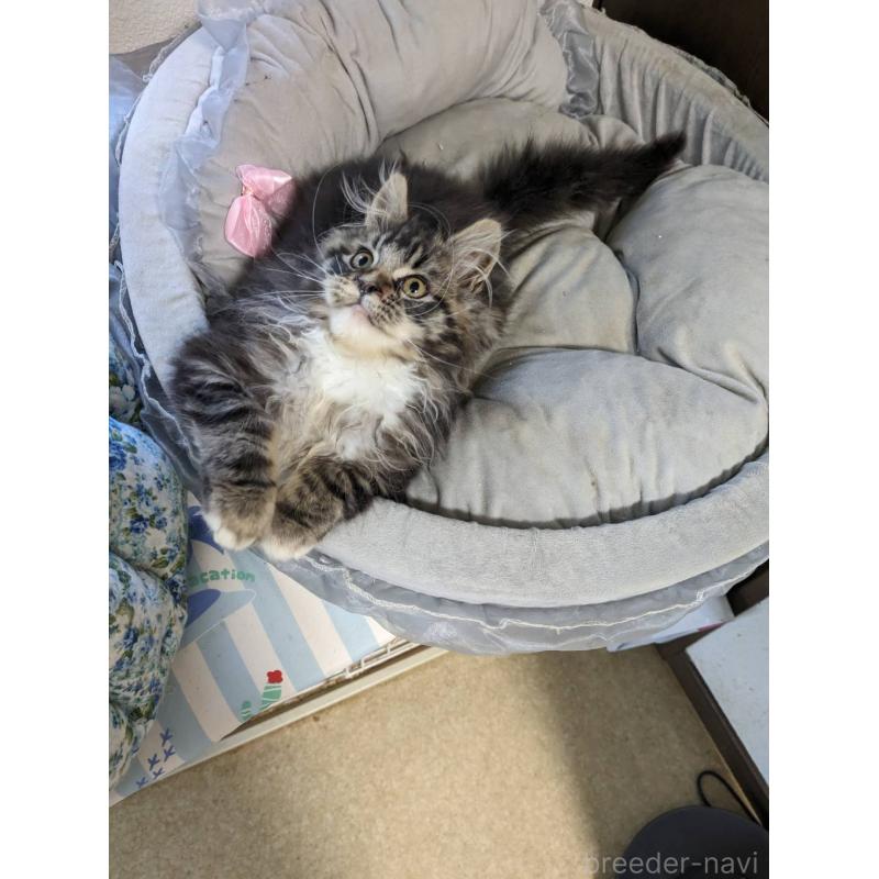 販売中の大阪府のメインクーン-139132の7枚目