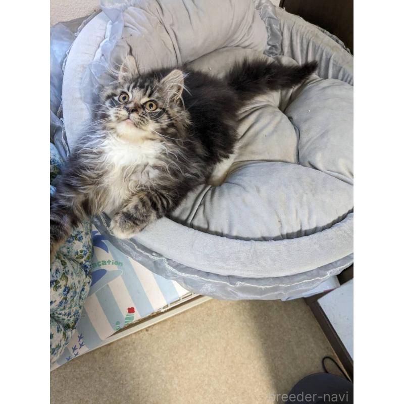 販売中の大阪府のメインクーン-139132の6枚目