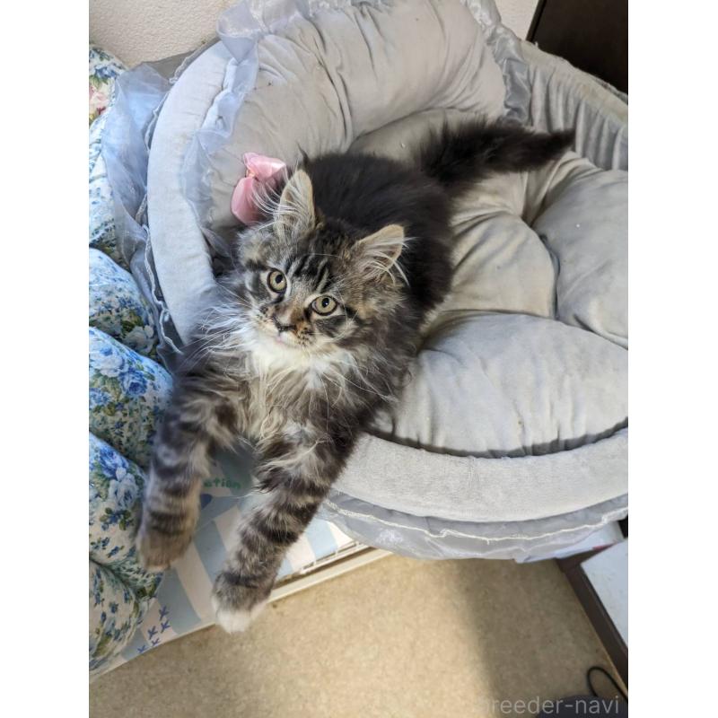 販売中の大阪府のメインクーン-139132の5枚目