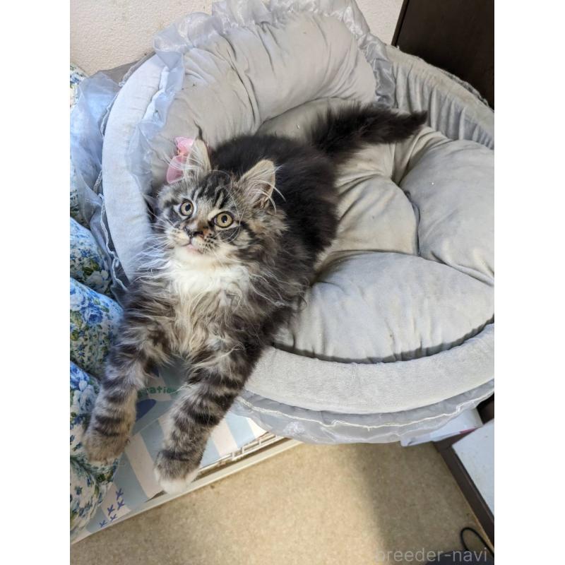 販売中の大阪府のメインクーン-139132の4枚目