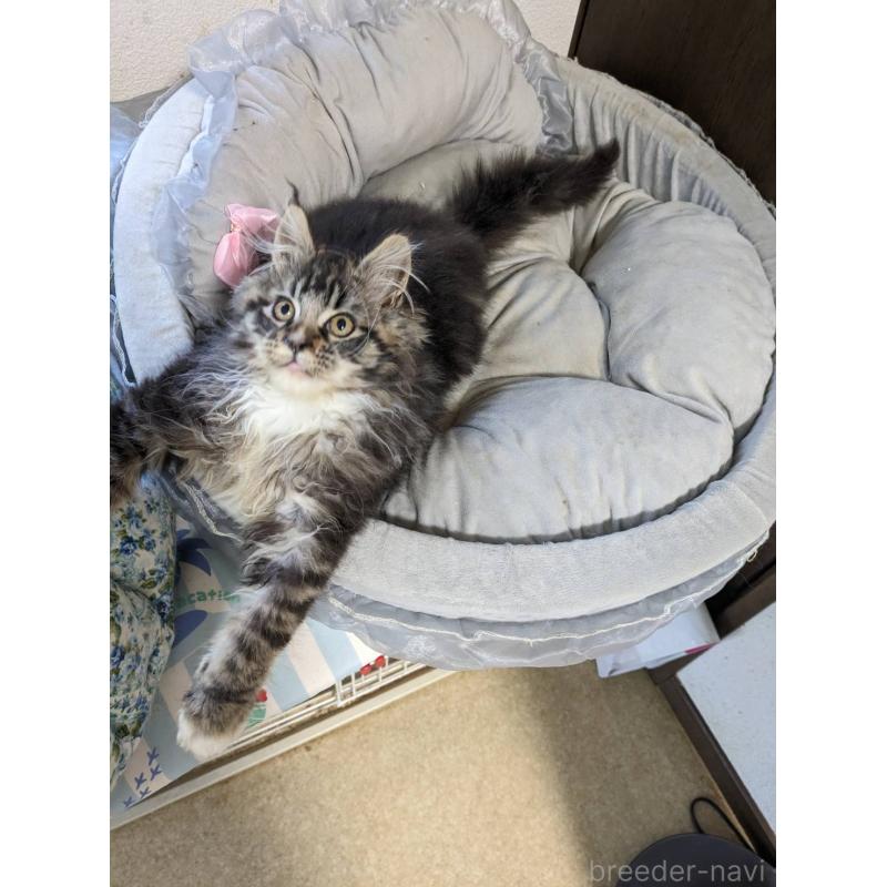 販売中の大阪府のメインクーン-139132の3枚目