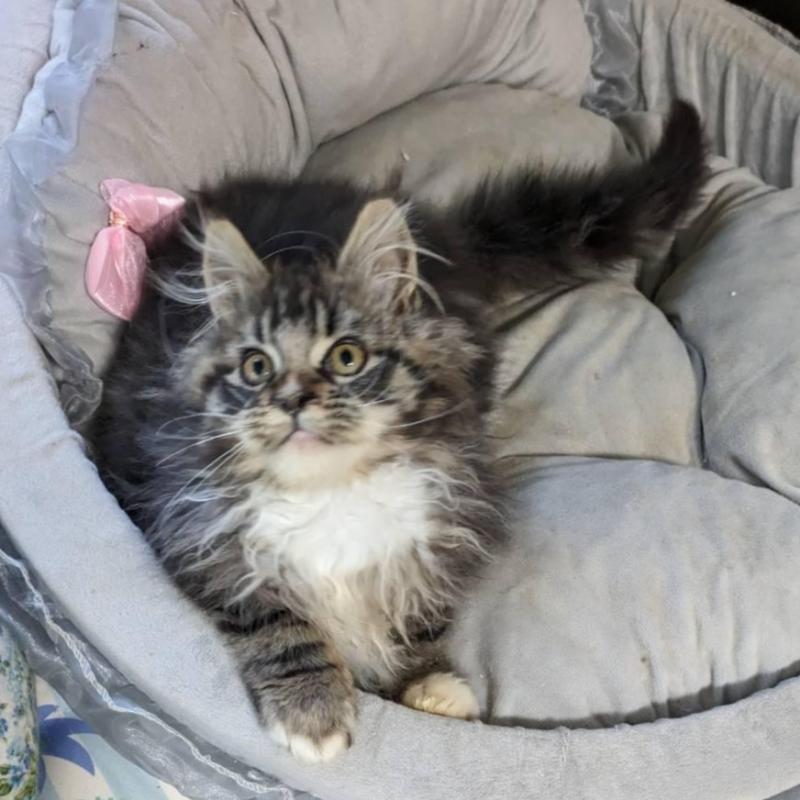 販売中の大阪府のメインクーン-139132の2枚目