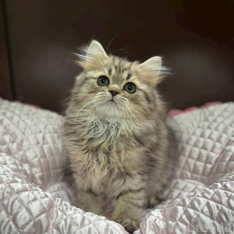 販売中の千葉県のミヌエット-139133の8枚目