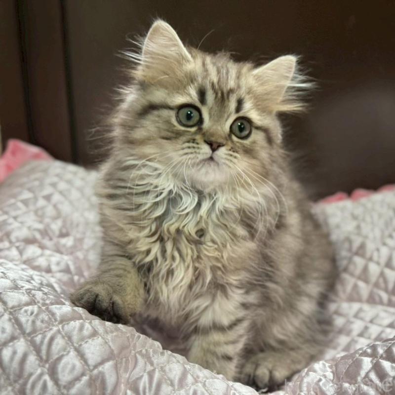 販売中の千葉県のミヌエット-139133の7枚目