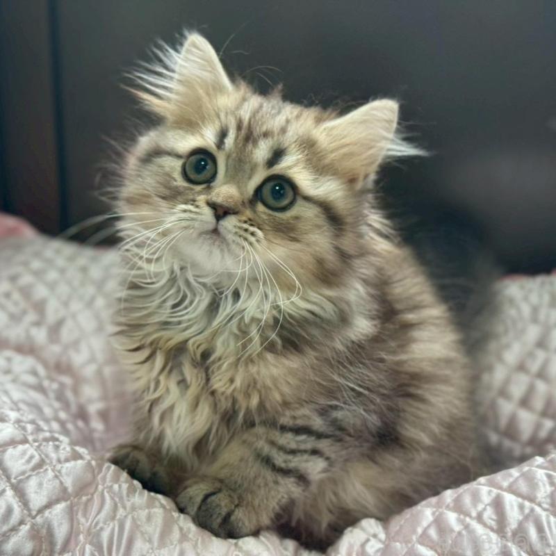 販売中の千葉県のミヌエット-139133の6枚目