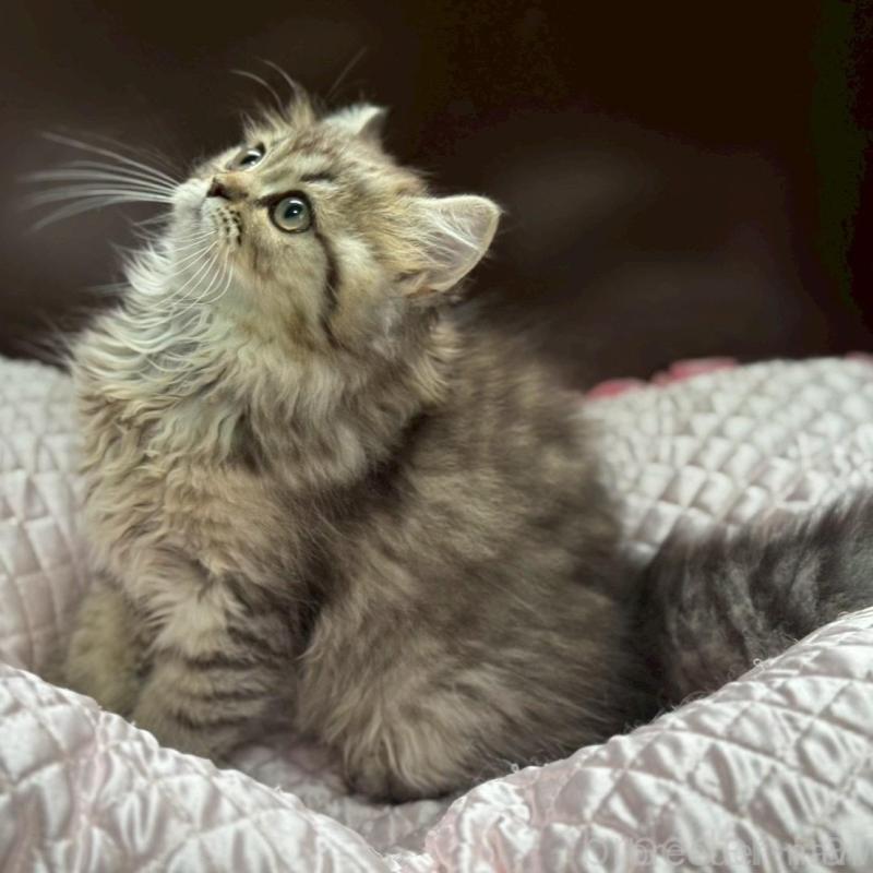 販売中の千葉県のミヌエット-139133の5枚目