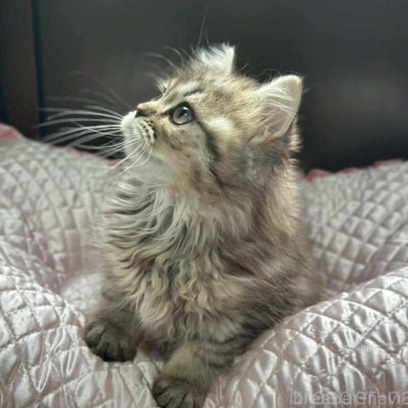 販売中の千葉県のミヌエット-139133の4枚目