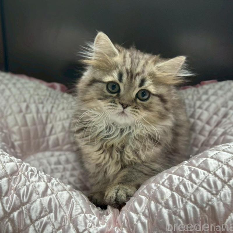 販売中の千葉県のミヌエット-139133の3枚目