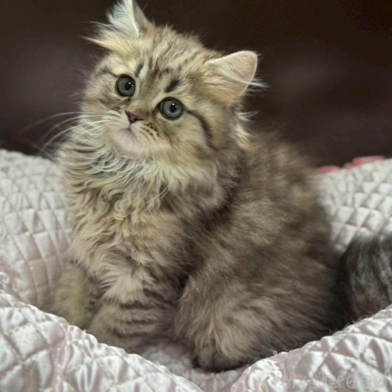 販売中の千葉県のミヌエット-139133の2枚目