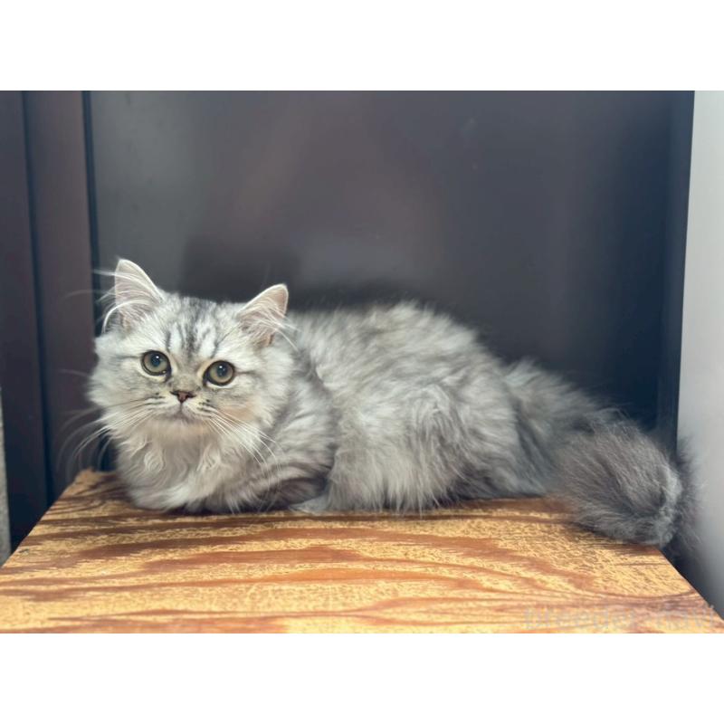 販売中の千葉県のミヌエット(短足)-139134の5枚目