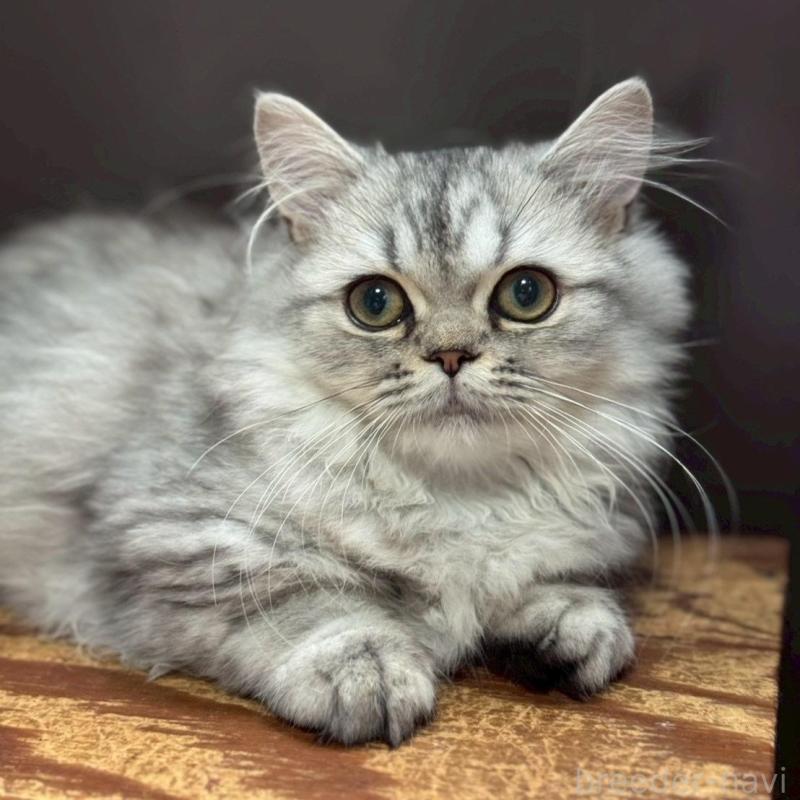 販売中の千葉県のミヌエット(短足)-139134の4枚目