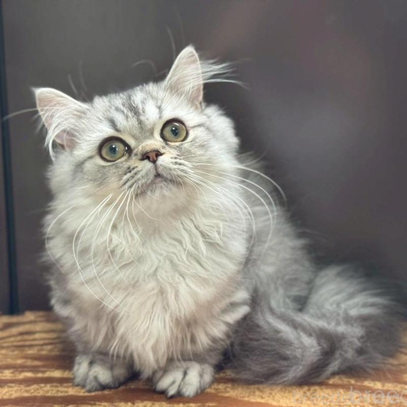 販売中の千葉県のミヌエット(短足)-139134