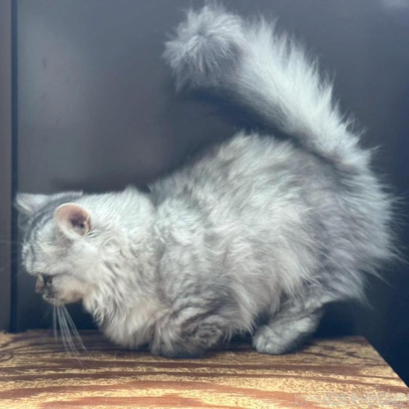 販売中の千葉県のミヌエット(短足)-139134の3枚目