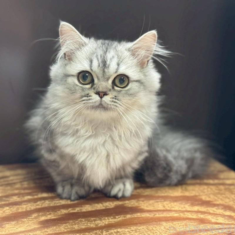 販売中の千葉県のミヌエット(短足)-139134の2枚目