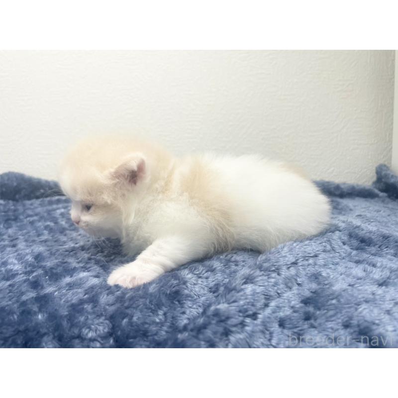 販売中の千葉県のサイベリアン-139135の6枚目