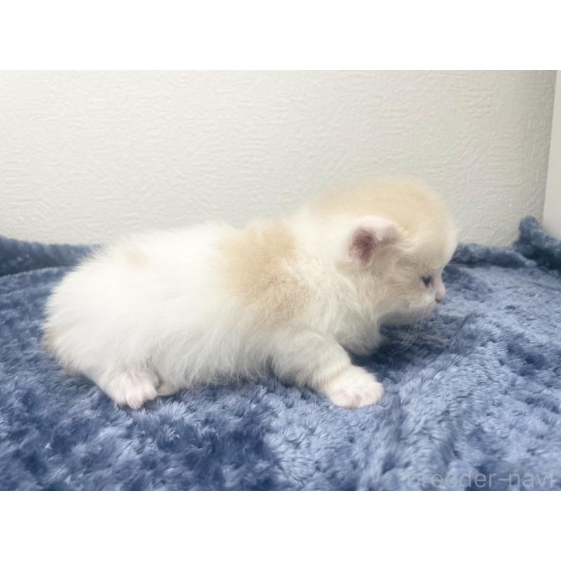 販売中の千葉県のサイベリアン-139135の5枚目