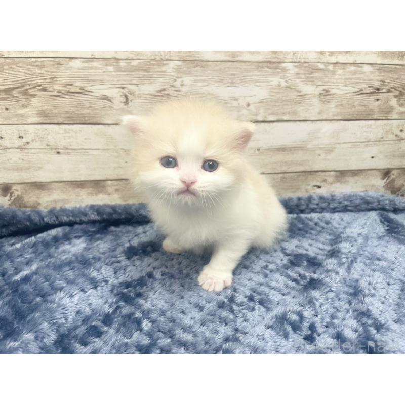 販売中の千葉県のサイベリアン-139135の4枚目