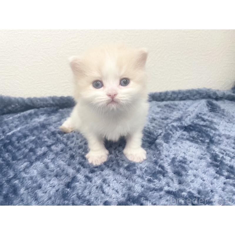 販売中の千葉県のサイベリアン-139135の3枚目