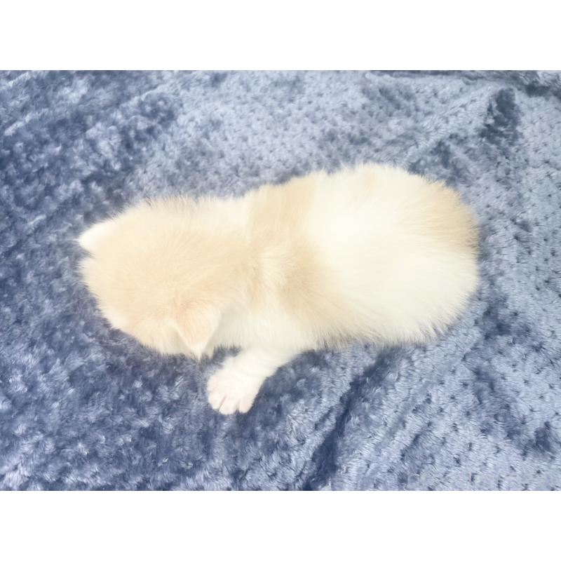 販売中の千葉県のサイベリアン-139135の2枚目