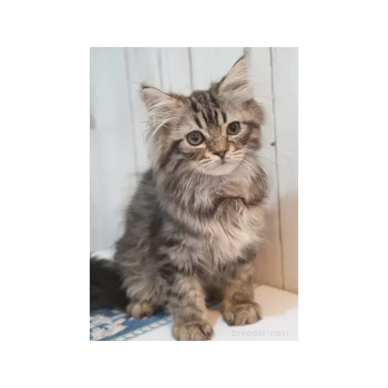 販売中の京都府のサイベリアン-139136の2枚目