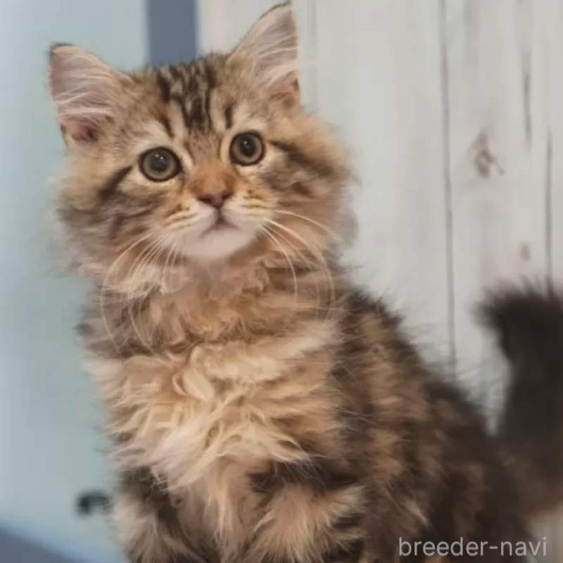 販売中の京都府のサイベリアン-139137