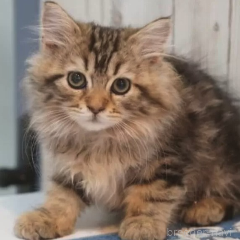 販売中の京都府のサイベリアン-139137の2枚目