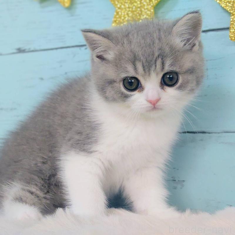 販売中の東京都のマンチカン-139140の5枚目