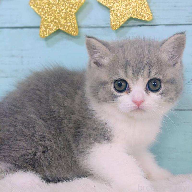 販売中ののマンチカン-139140