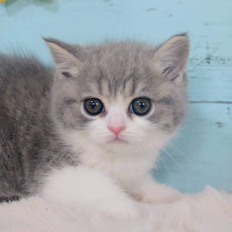 販売中の東京都のマンチカン-139140の4枚目